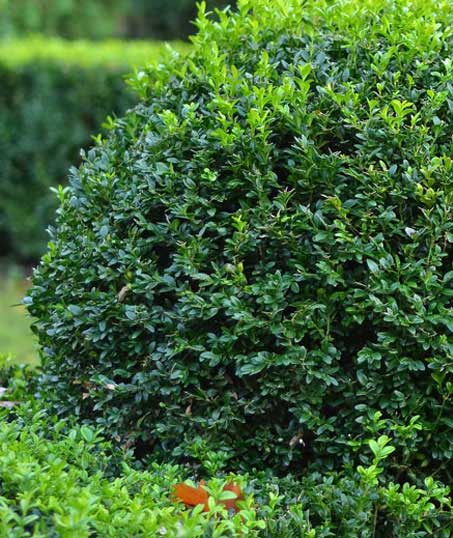 LinkNow Media Residential Shrubs & Hedges