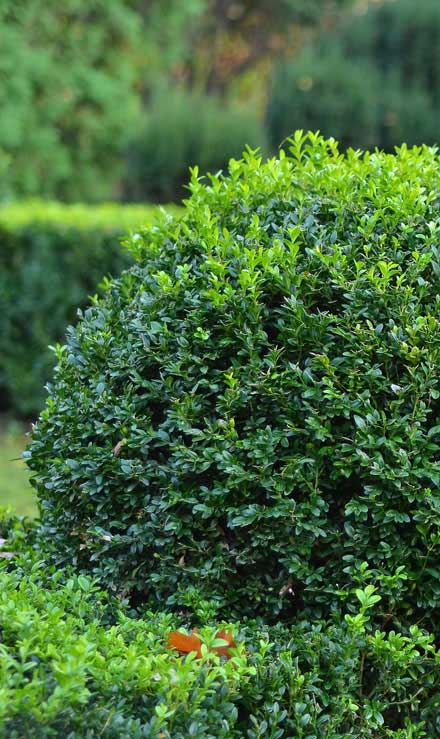 LinkNow Media Residential Shrubs & Hedges